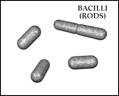 medium bacilli